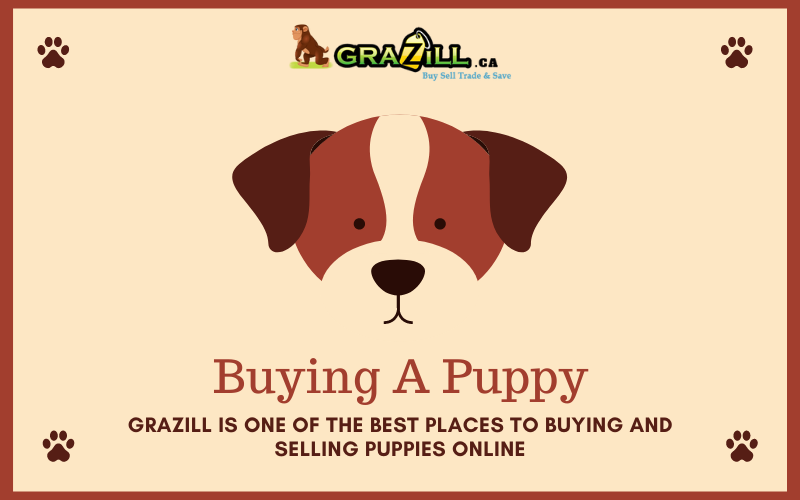 buying-a-puppy