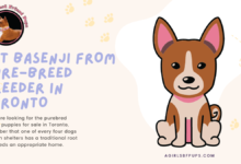 basenji purebred breeder