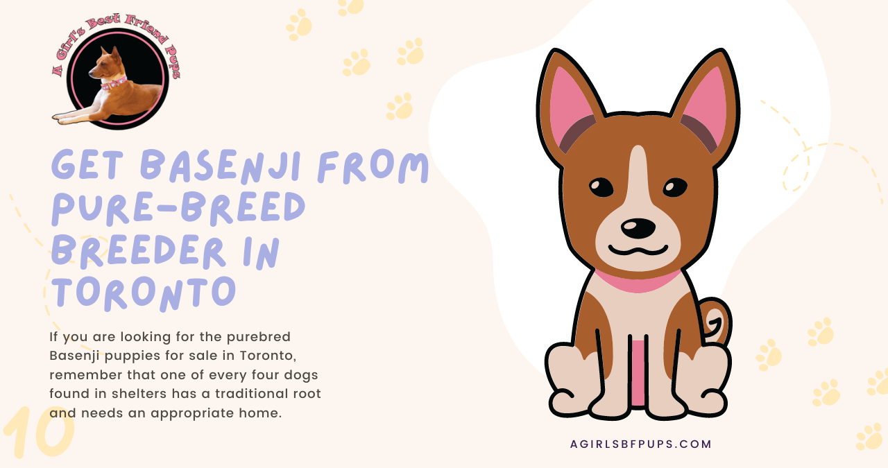 basenji purebred breeder